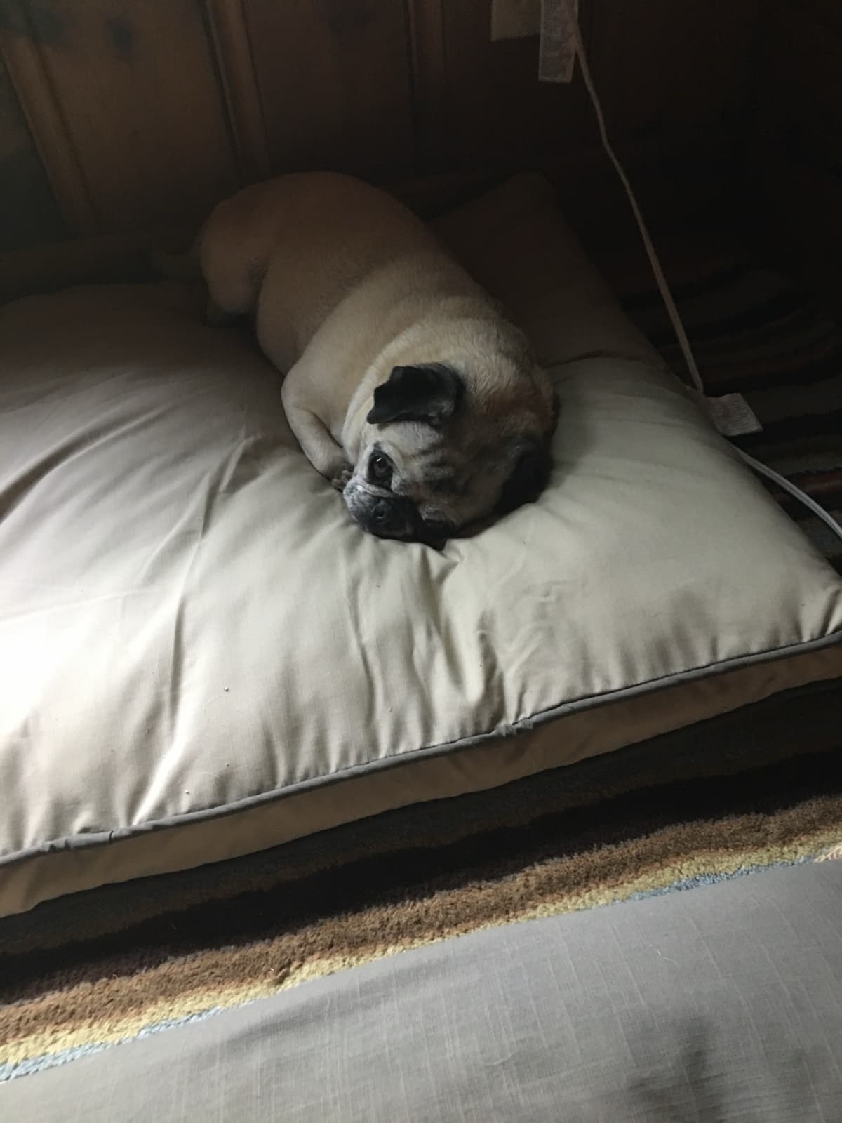 Sweetpea curled up on a bed: soft and serious in equal measure