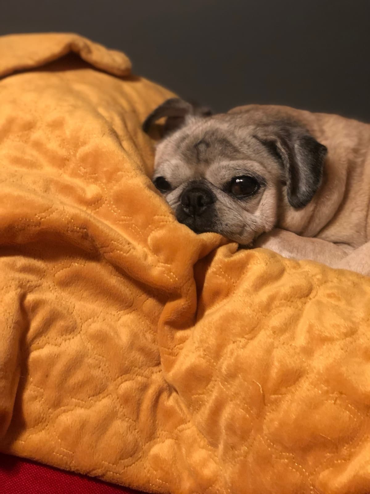 Sweetpea posed against a warm gold backdrop, the brand's spirit animal