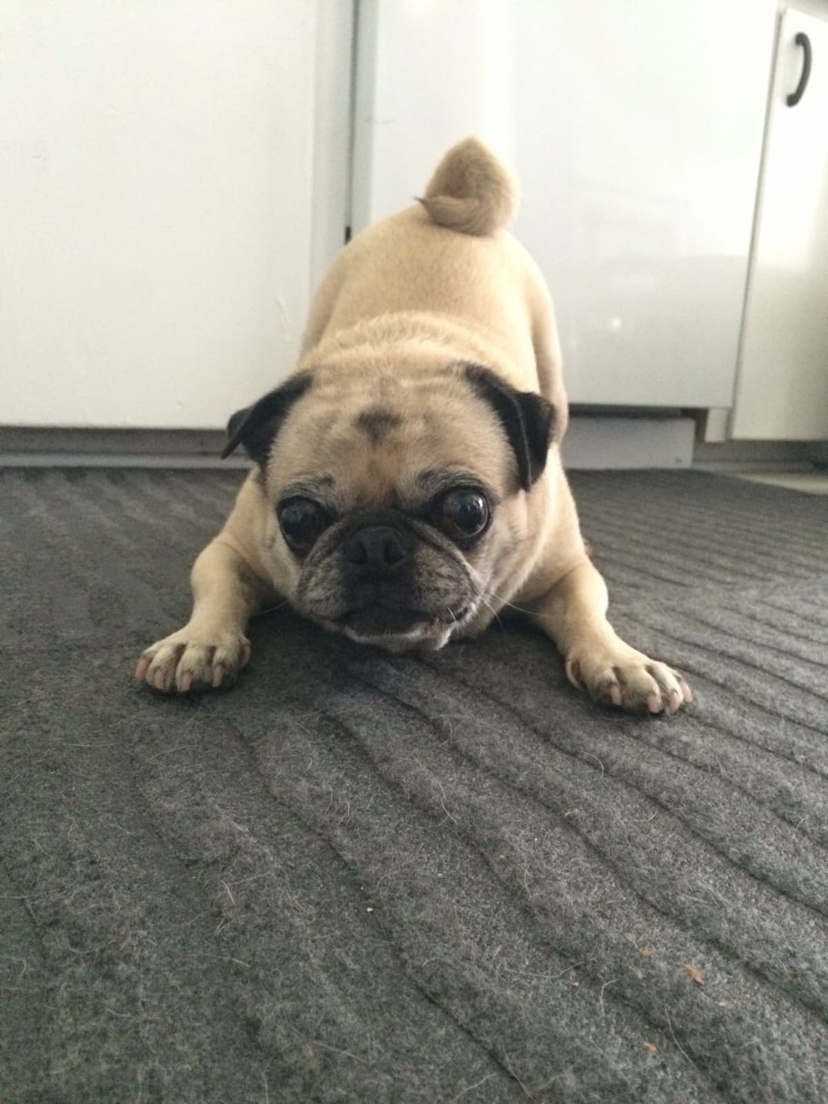 Sweetpea: the dog who started it all, in a play bow, the project's reason for existing
